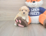8 week old Maltipoo Puppy For Sale - Pilesgrove Pups