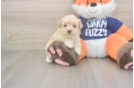 Fluffy Maltipoo Poodle Mix Pup