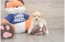 Funny Maltipoo Poodle Mix Pup