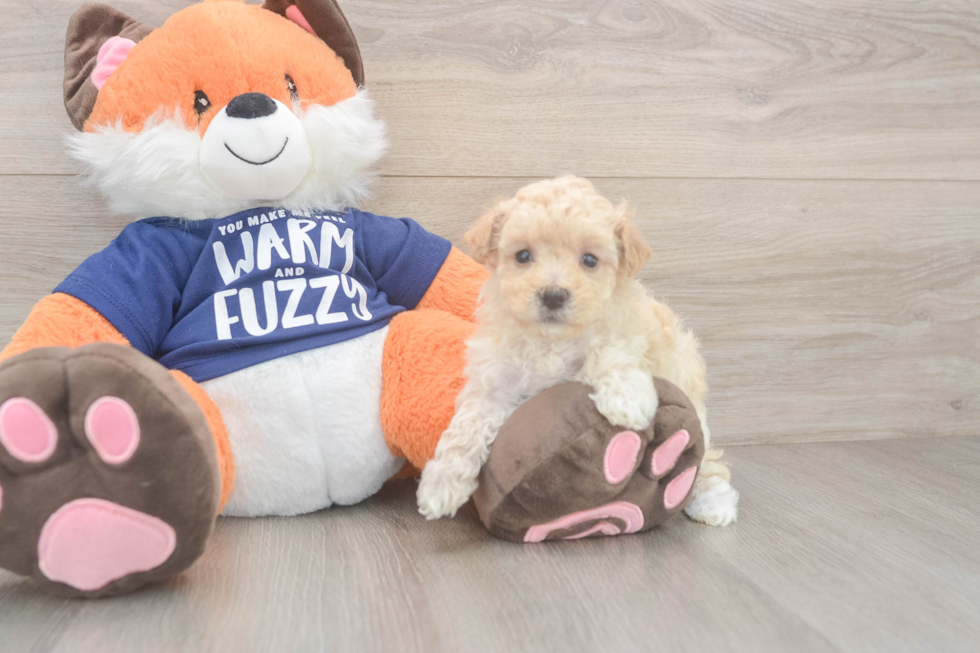 Funny Maltipoo Poodle Mix Pup