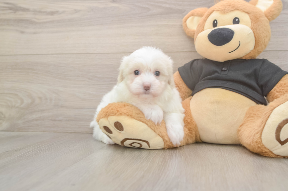 6 week old Maltipoo Puppy For Sale - Pilesgrove Pups
