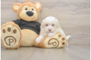 Best Maltipoo Baby