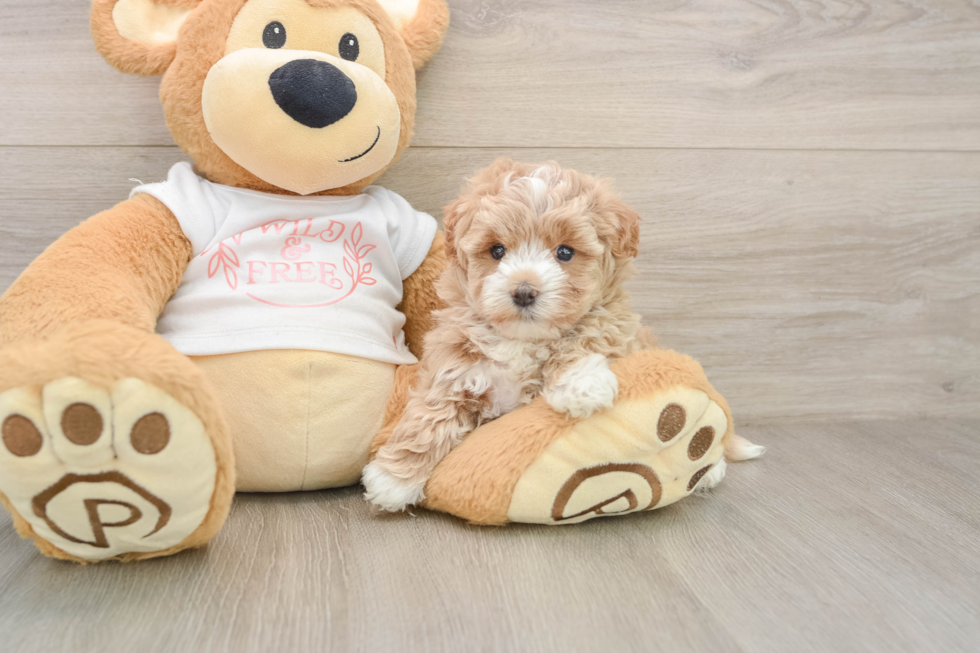 Maltipoo Puppy for Adoption