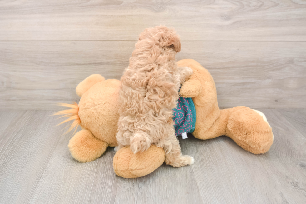 Little Multipoo Poodle Mix Puppy