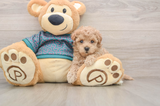 Energetic Moodle Poodle Mix Puppy