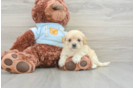 Maltipoo Puppy for Adoption