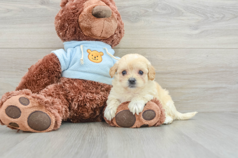 7 week old Maltipoo Puppy For Sale - Pilesgrove Pups