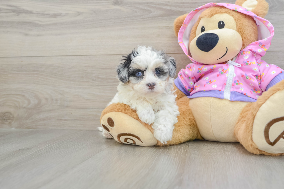 Maltipoo Puppy for Adoption