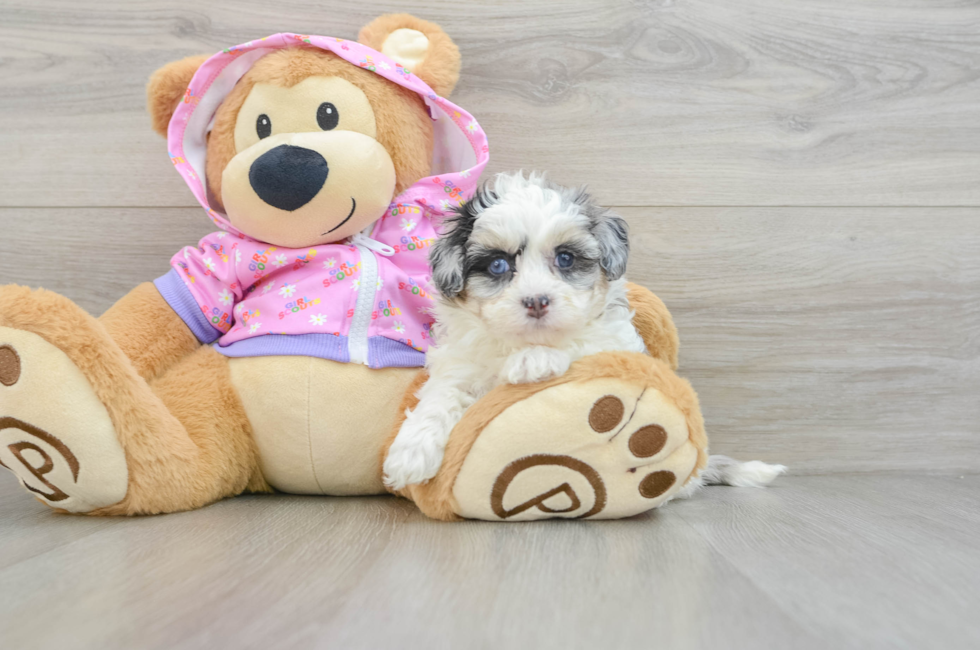 6 week old Maltipoo Puppy For Sale - Pilesgrove Pups