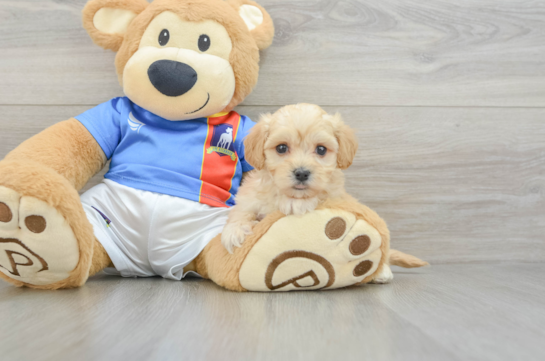 Smart Maltipoo Poodle Mix Pup