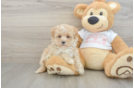 Maltipoo Puppy for Adoption