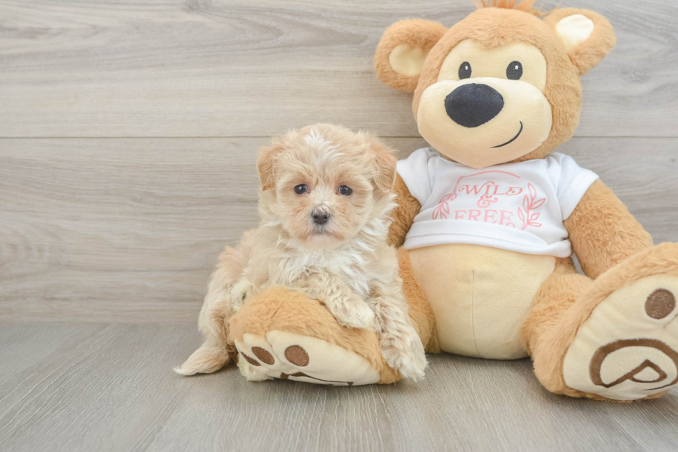 Maltipoo Puppy for Adoption