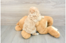 Best Maltipoo Baby