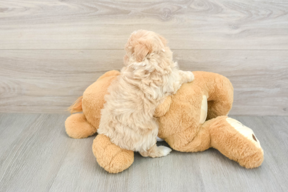 Best Maltipoo Baby