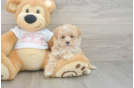 Best Maltipoo Baby