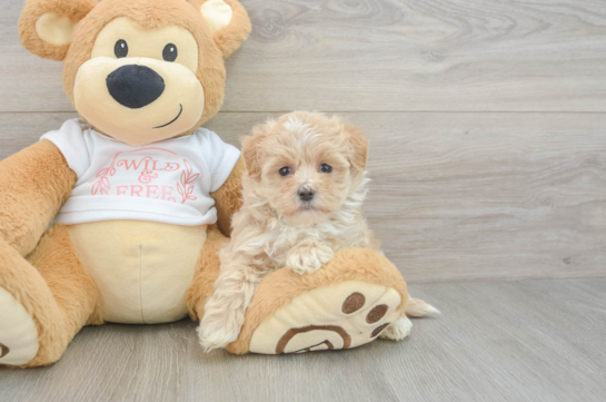 Best Maltipoo Baby