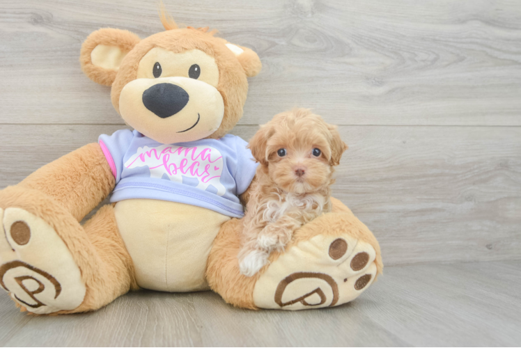 Maltipoo Puppy for Adoption