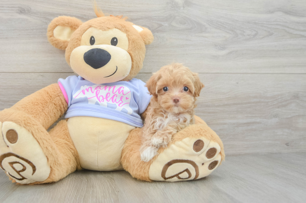 6 week old Maltipoo Puppy For Sale - Pilesgrove Pups