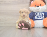 8 week old Maltipoo Puppy For Sale - Pilesgrove Pups