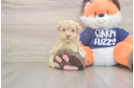 Maltipoo Puppy for Adoption