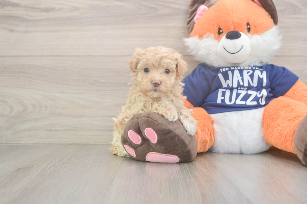 6 week old Maltipoo Puppy For Sale - Pilesgrove Pups