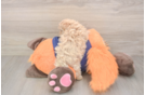 Maltipoo Puppy for Adoption