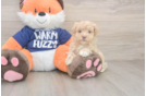 Petite Maltipoo Poodle Mix Pup