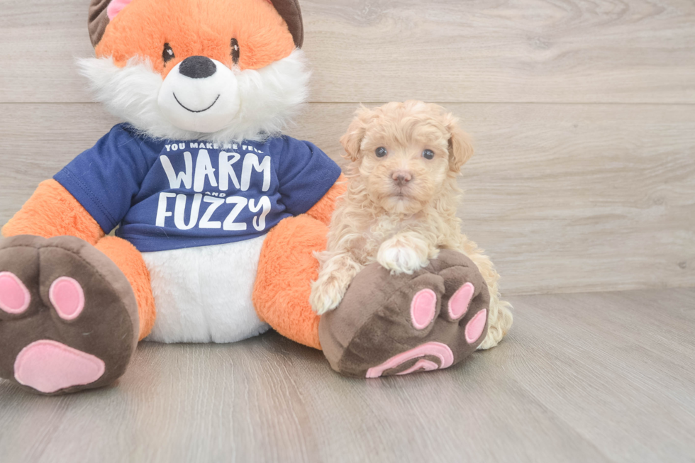 Petite Maltipoo Poodle Mix Pup