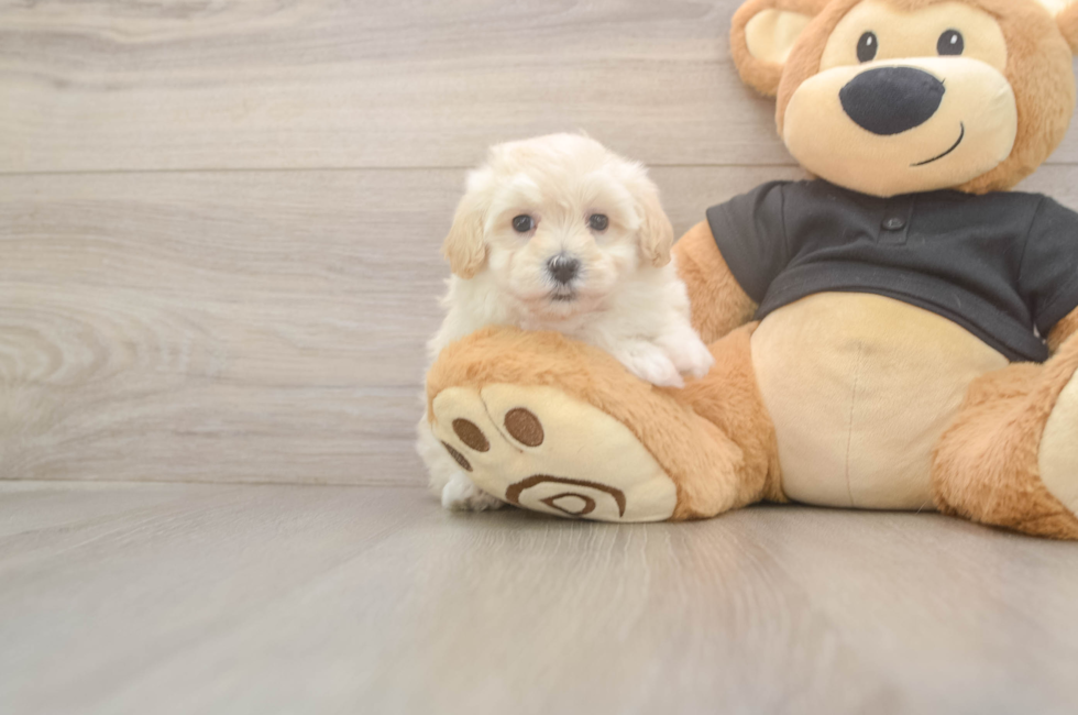 6 week old Maltipoo Puppy For Sale - Pilesgrove Pups