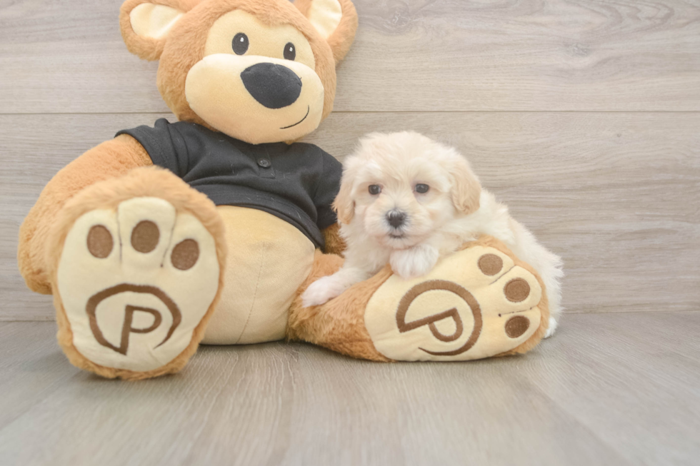 Maltipoo Puppy for Adoption