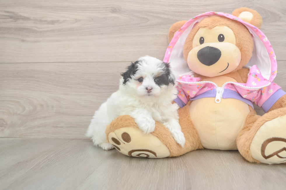 5 week old Maltipoo Puppy For Sale - Pilesgrove Pups