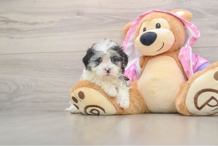 Best Maltipoo Baby