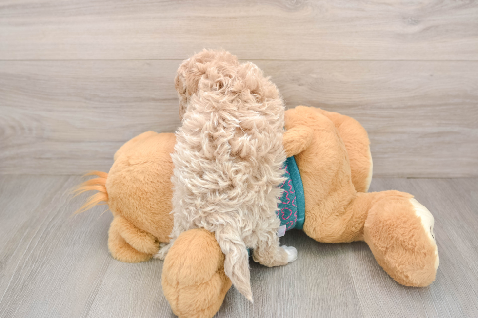 Petite Maltipoo Poodle Mix Pup