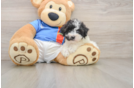 Maltipoo Puppy for Adoption