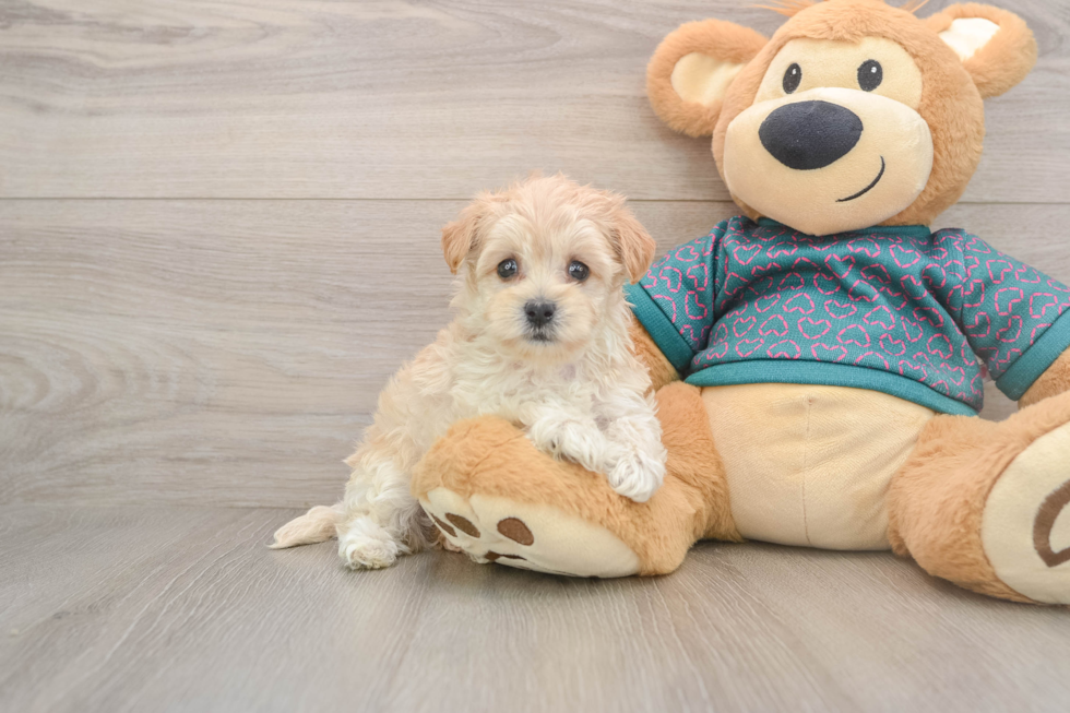 Hypoallergenic Moodle Poodle Mix Puppy