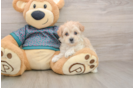 Popular Maltipoo Poodle Mix Pup