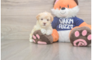Best Maltipoo Baby