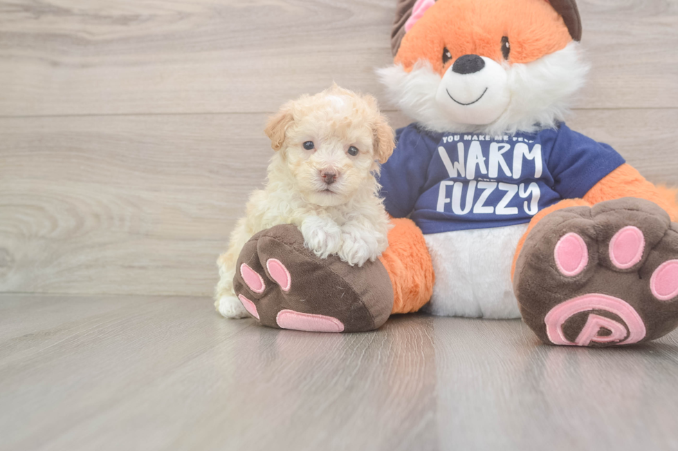Best Maltipoo Baby