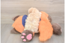 Maltipoo Puppy for Adoption