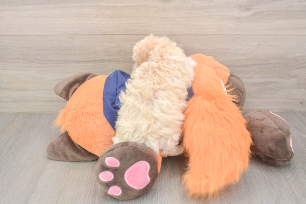 Maltipoo Puppy for Adoption