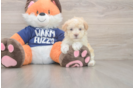 Friendly Maltipoo Baby