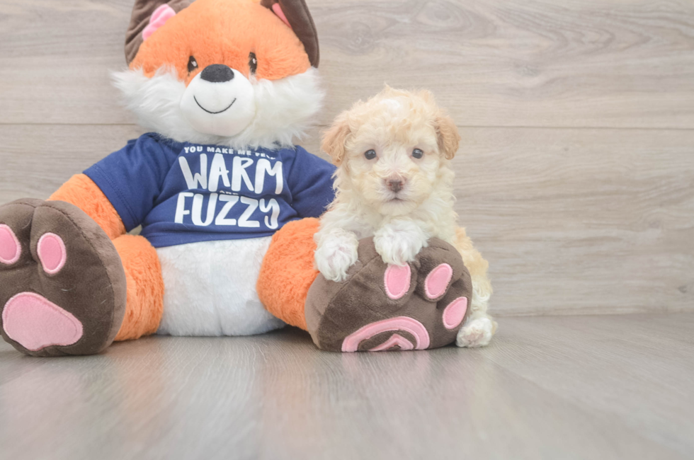 6 week old Maltipoo Puppy For Sale - Pilesgrove Pups