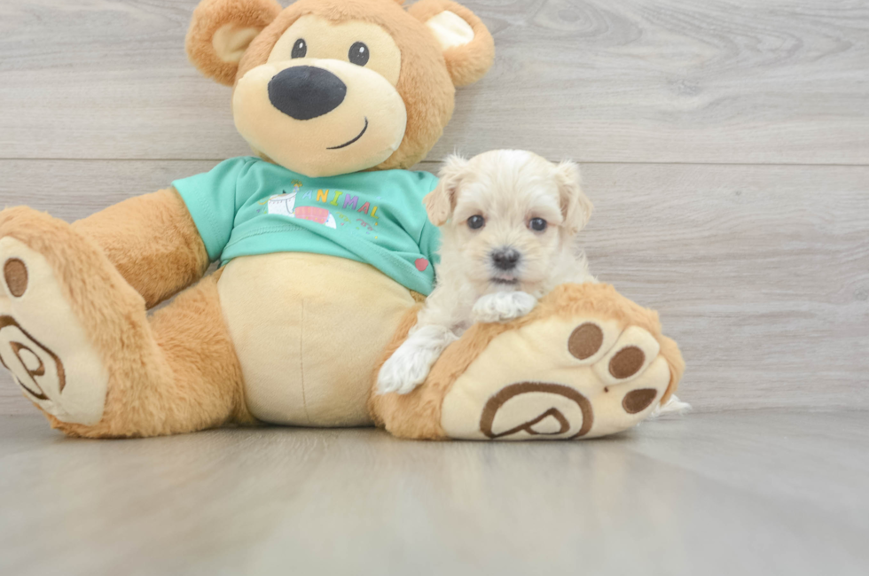 6 week old Maltipoo Puppy For Sale - Pilesgrove Pups