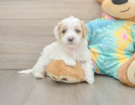 6 week old Maltipoo Puppy For Sale - Pilesgrove Pups