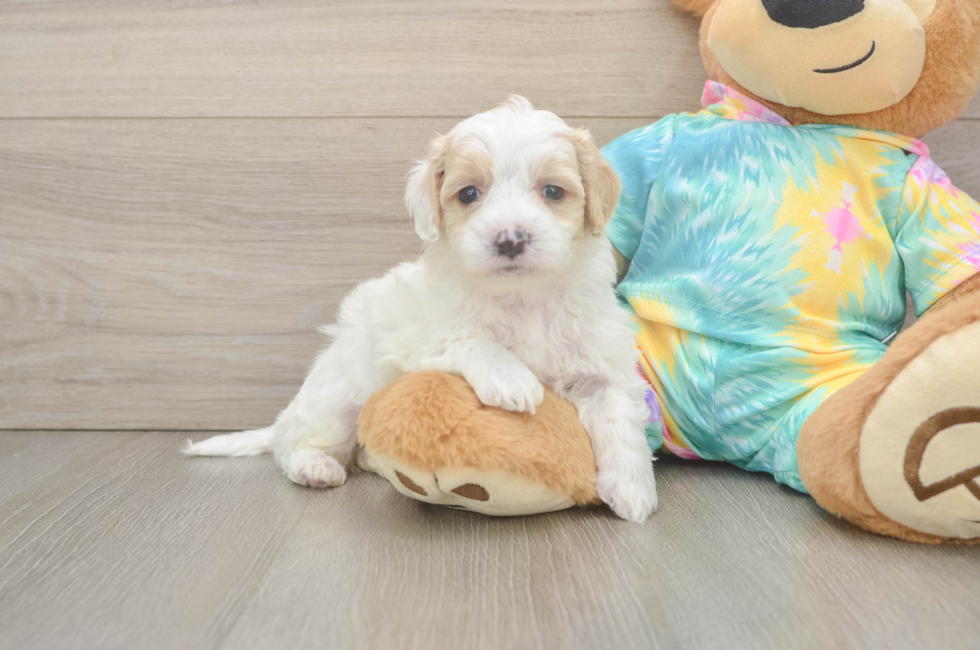 5 week old Maltipoo Puppy For Sale - Pilesgrove Pups