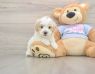 8 week old Maltipoo Puppy For Sale - Pilesgrove Pups