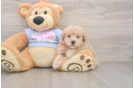 Best Maltipoo Baby