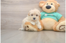 Sweet Maltipoo Baby