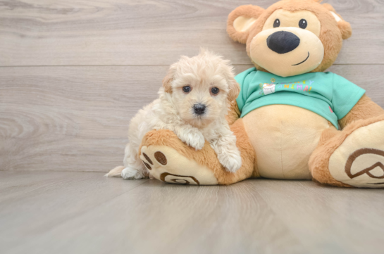 Sweet Maltipoo Baby