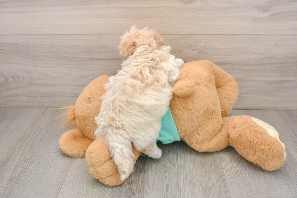 Funny Maltipoo Poodle Mix Pup